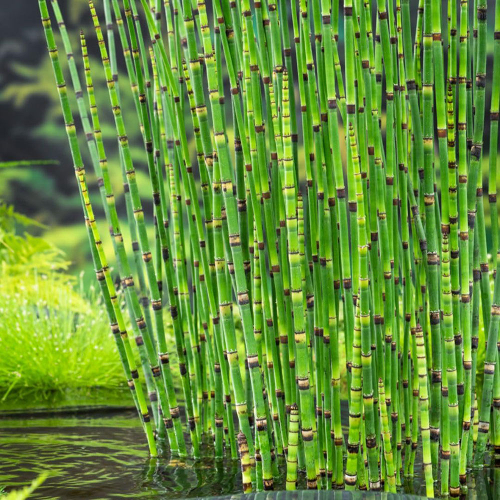 Thompson and Morgan Equisetum Japonicum Plant Pot 9cm Image 2