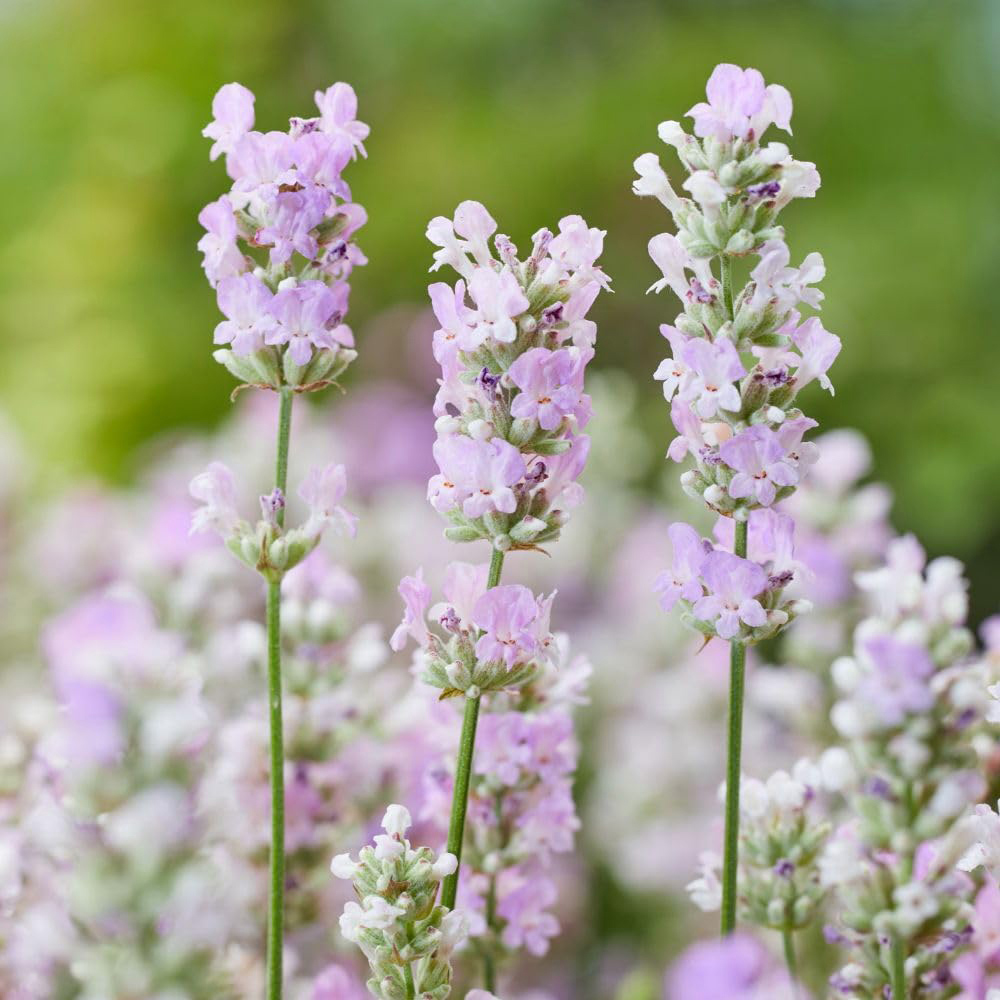Thompson and Morgan Lavandula Angustifolia BeeZee Pink Plant Pot 2L Image 1