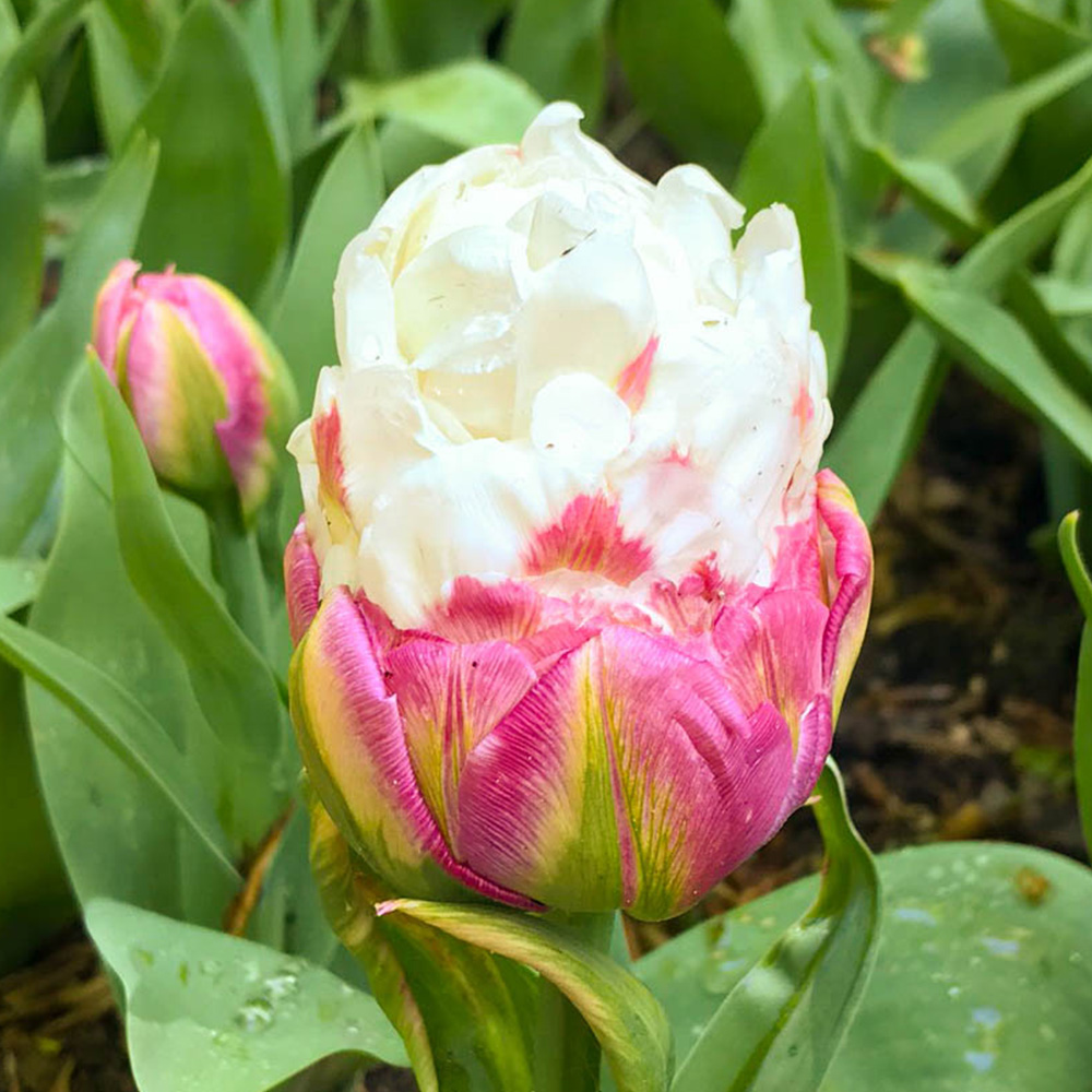 wilko Tulip Ice Cream Planting Bulb 10 Pack Image 1