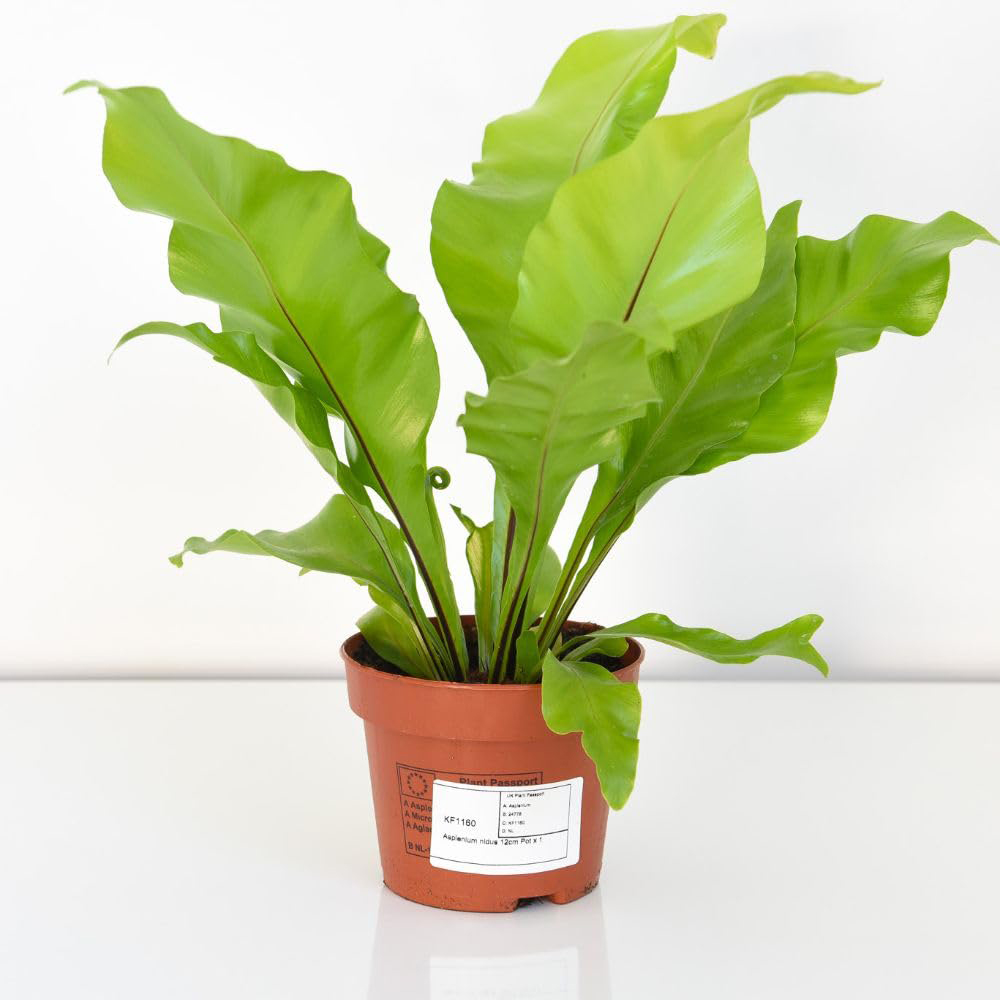 Thompson and Morgan Asplenium Nidus Plant Pot 12cm 2 Pack Image 2