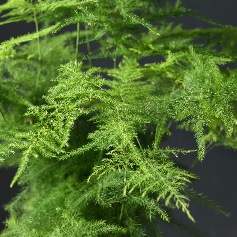 Thompson & Morgan Asparagus Fern Plumosus Potted Plant 13cm 2 Pack Image 2