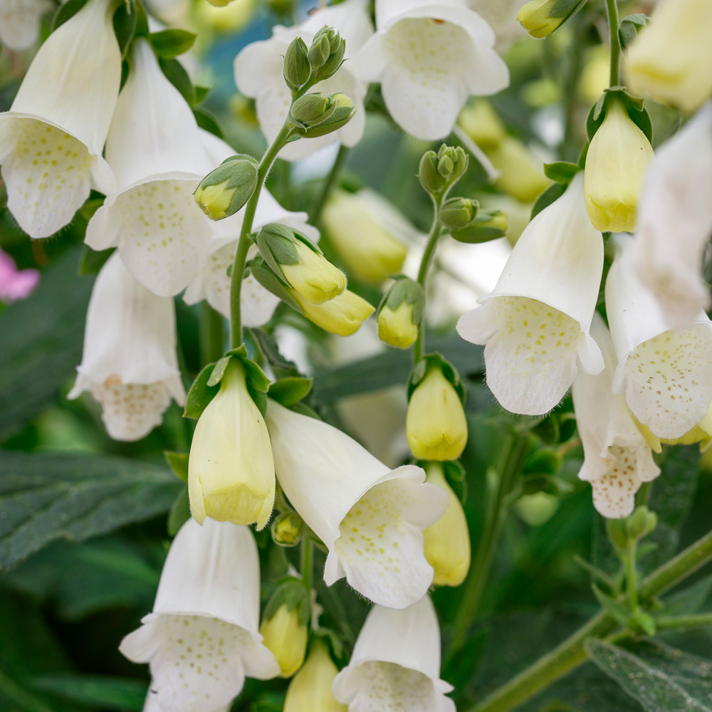 YouGarden Foxglove Collection Plant Pot 3L 3 Pack Image 1