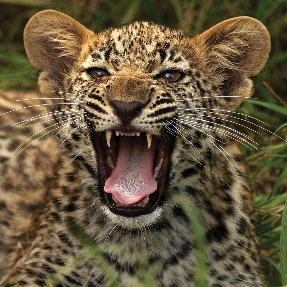 Jaguar 3D and 2D Double Sided Puzzle Image 3