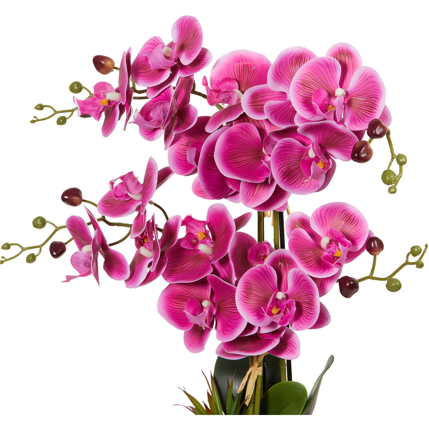 Pink Orchid in Black Pot with Succulent - Pink Image 4