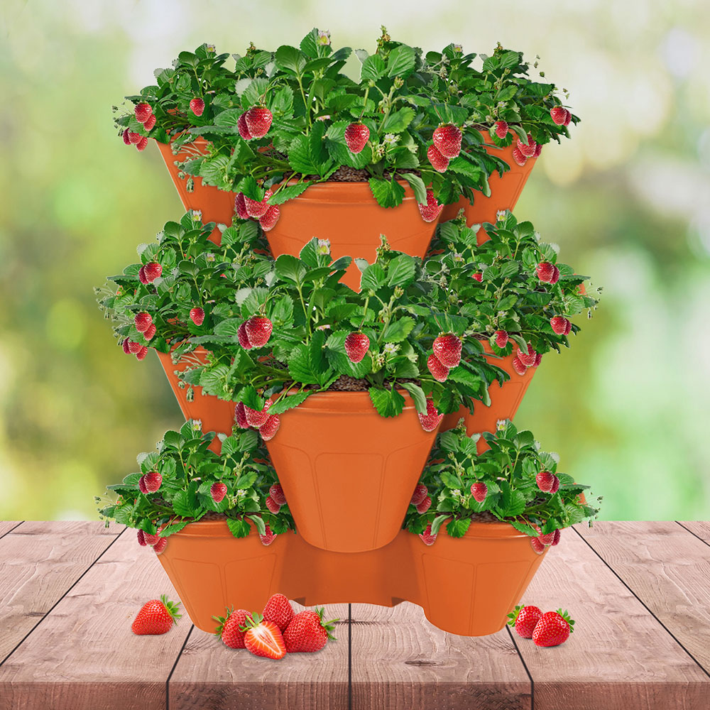 YouGarden Sweet Colossus Strawberry Growing Kit Image 2
