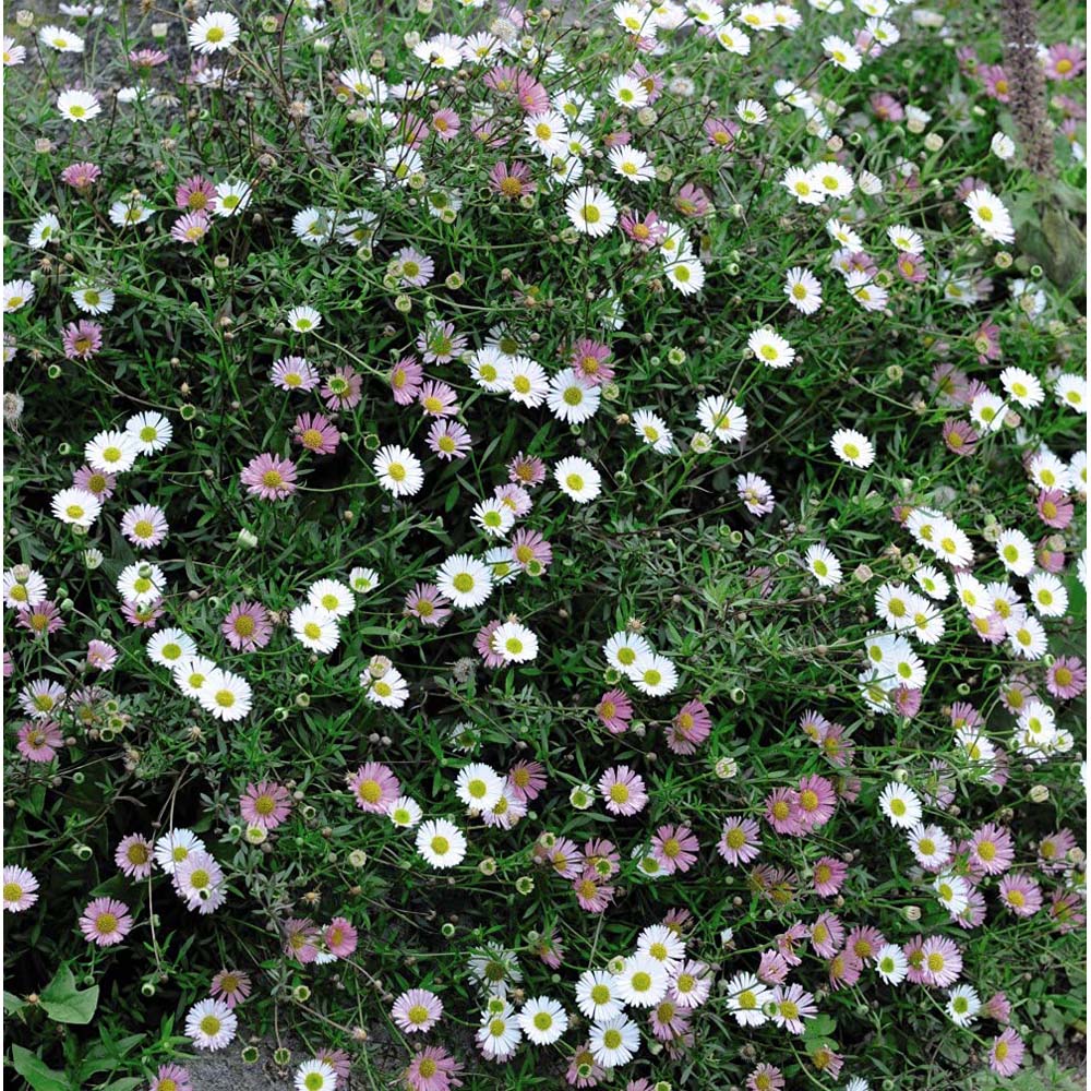 Thompson & Morgan Erigeron Karvinskian Profusion Seeds Image 3