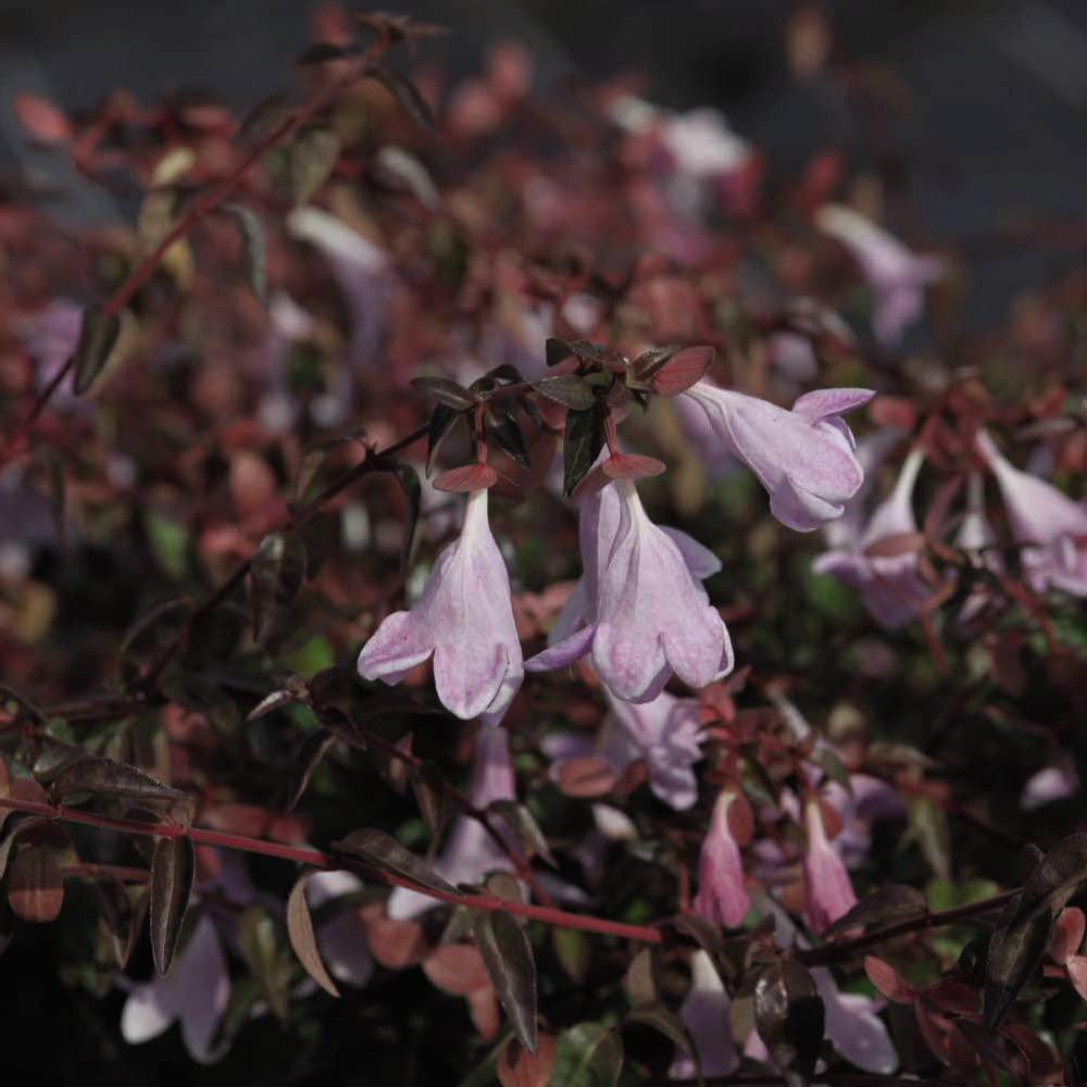 Thompson and Morgan Abelia Pinky Bell Plant Pot 3L 2 Pack Image 4