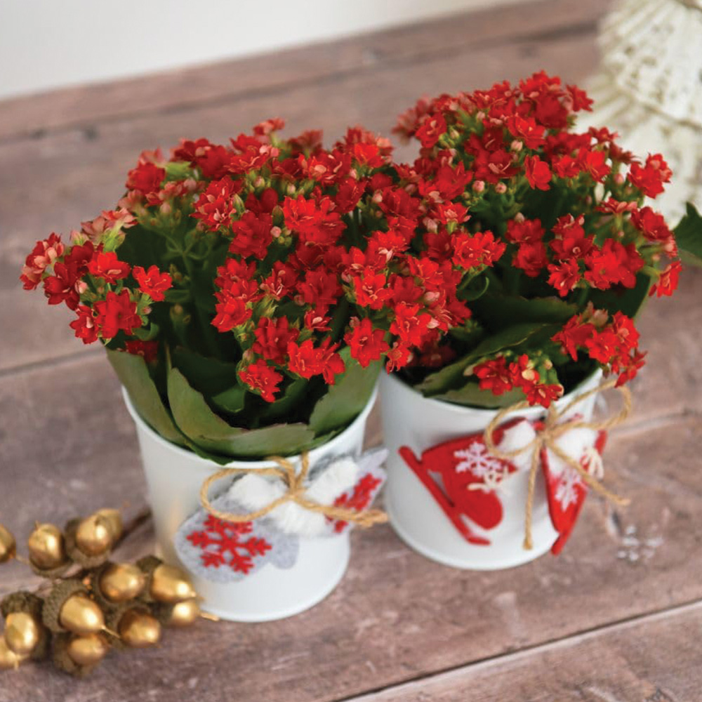 Thompson and Morgan Kalanchoe Duo Gift in Zinc Plant Pot 10cm 2 Pack Image 1