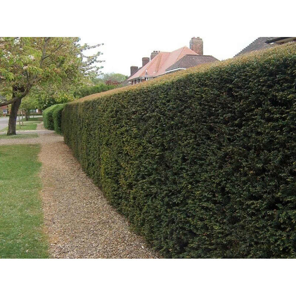 Inspirational Gifting Yew Evergreen Bare Root Hedge Plant Sapling 30-40cm 5 Pack Image 6