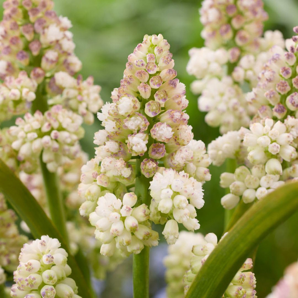 Thompson and Morgan Muscari Lady Madonna Bulbs 20 Pack Image 1