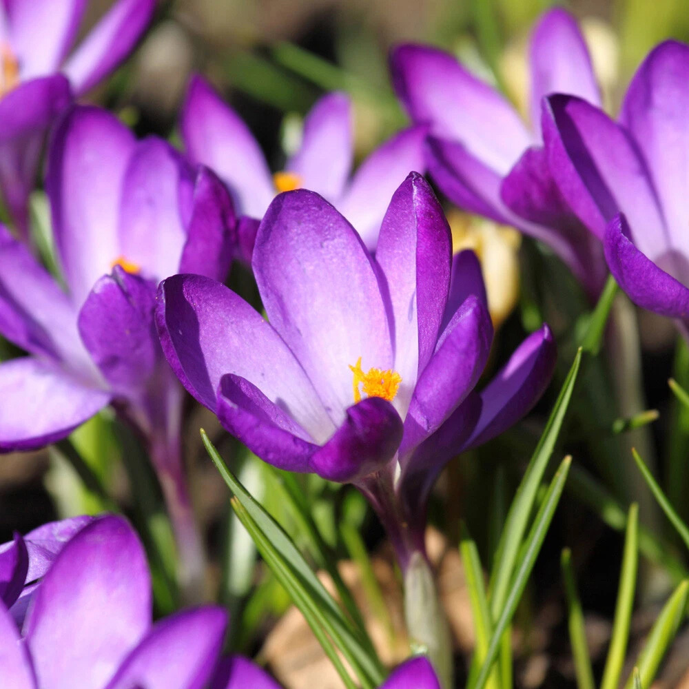 Thompson and Morgan Flowering Bonanza Collection Spring Planting Bulb 200 Pack Image 4
