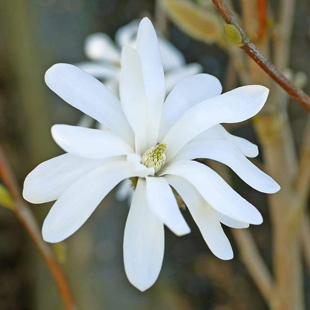 Thompson and Morgan Magnolia Stellata Plant Pot 9cm Image 5