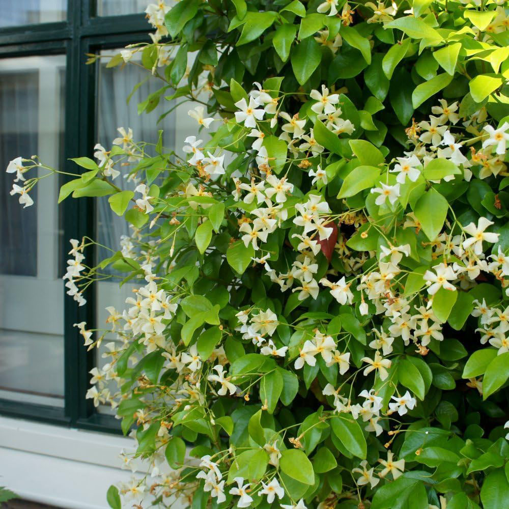 Thompson and Morgan Trachelospermum Jasmine Tuscani Plant Pot 9cm Image 3