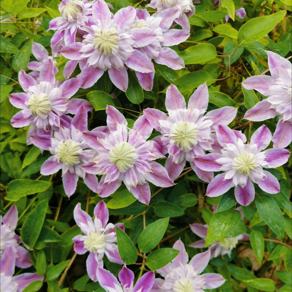 Thompson and Morgan Clematis Josephine Plant Pot 7cm Image 2