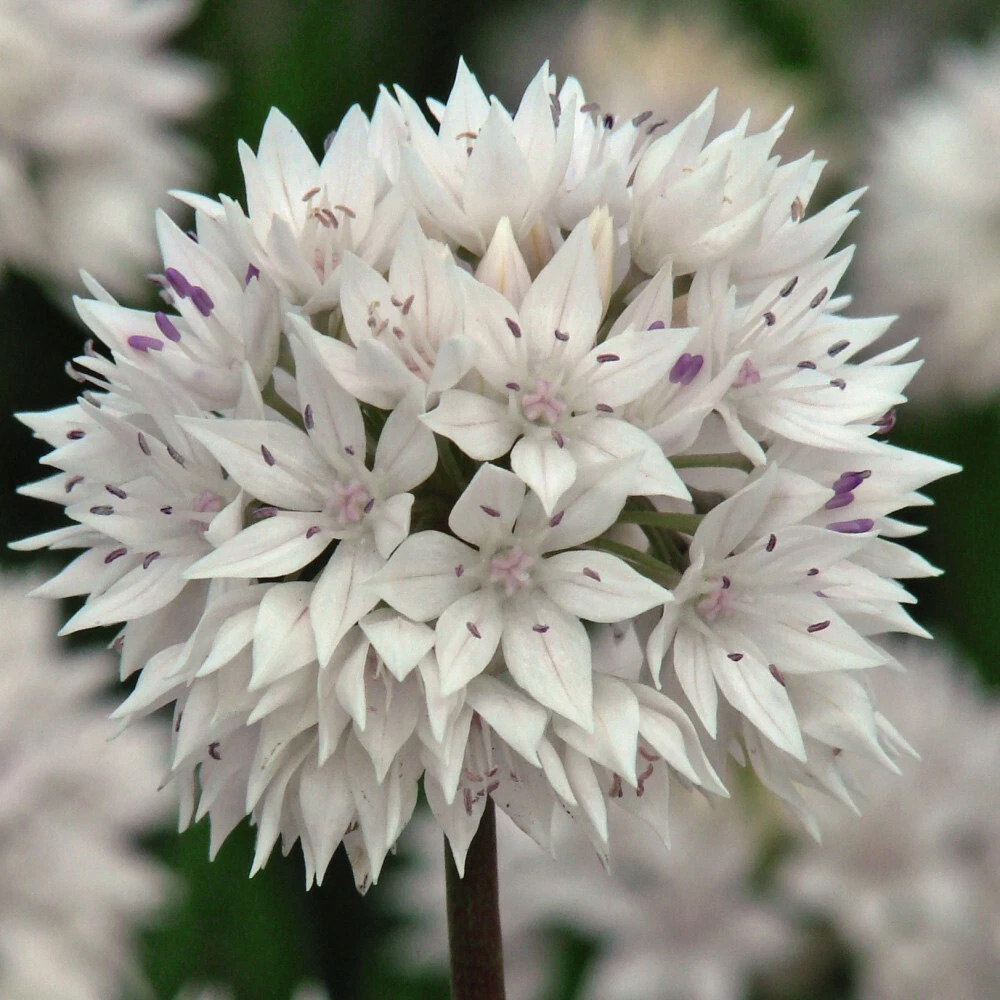 Thompson and Morgan Allium Graceful Beauty Planting Bulb 8 Pack Image 1