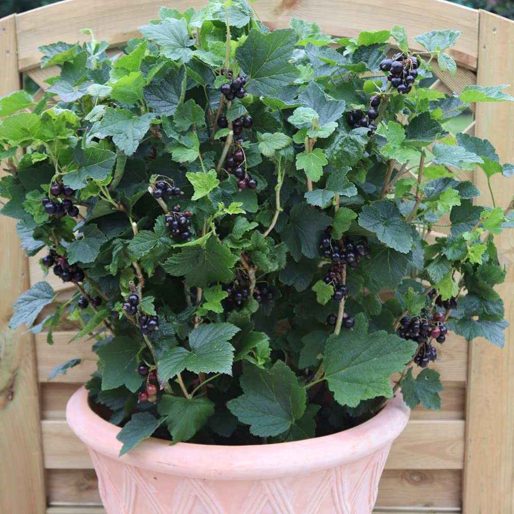 Thompson and Morgan Blackcurrant Giant Summer Pearls Potted Plant 9cm 3 Pack Image 3