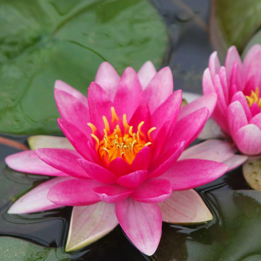 Thompson and Morgan Nymphaea Waterlily Darwin Hollandia Plant Pot 1L Image 2
