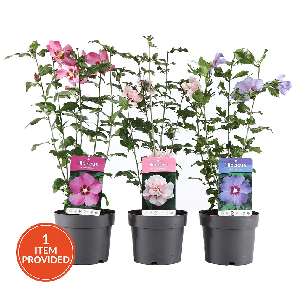 Hibiscus Plant Image 1