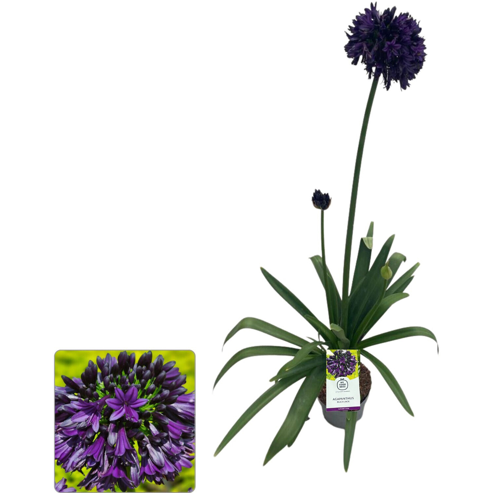 Agapanthus Black Jack Plant Image 2