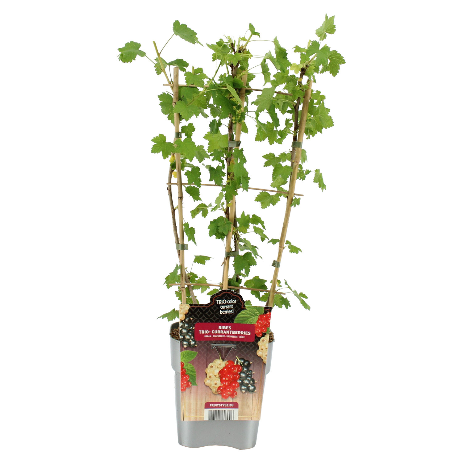 Fruit Frame Trio Fruit - Multicolour Image