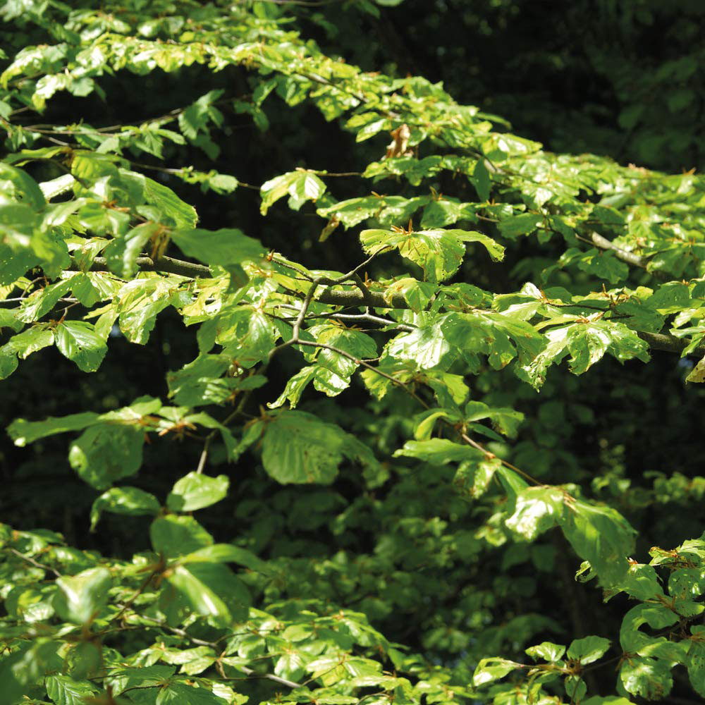 Thompson and Morgan Fagus Sylvatica Green Beech Hedge Bare Root 50 Pack Image 2