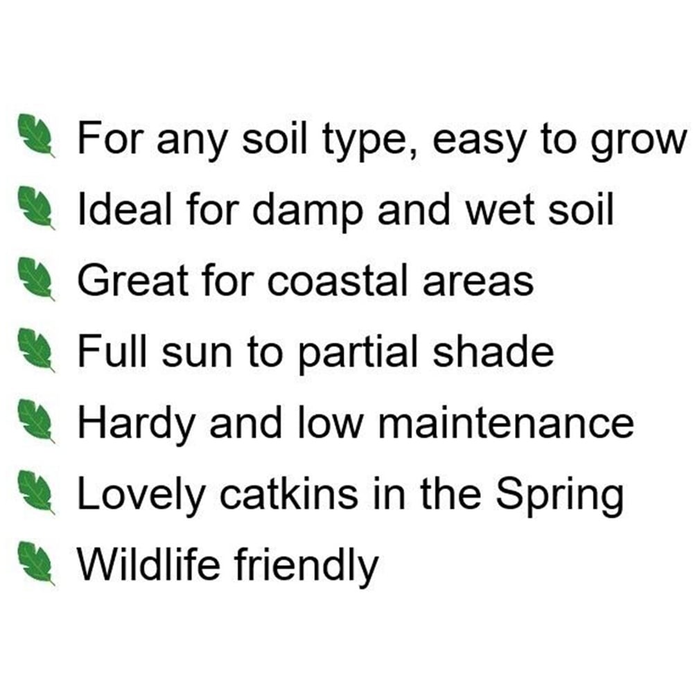 Inspirational Gifting White Willow Bare Root Hedge Plant Sapling 3-4ft 5 Pack Image 7