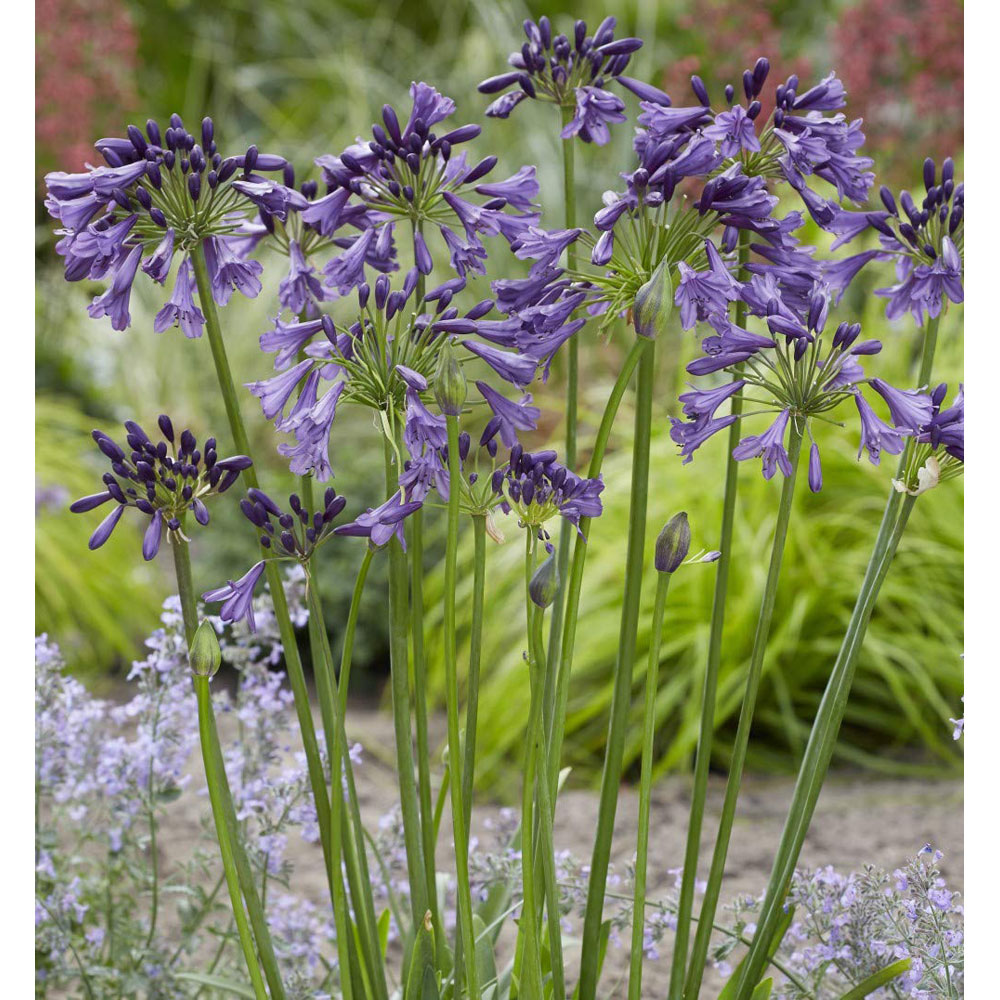 Thompson and Morgan Agapanthus Poppin Purple Plant Pot 9cm 3 Pack Image 4