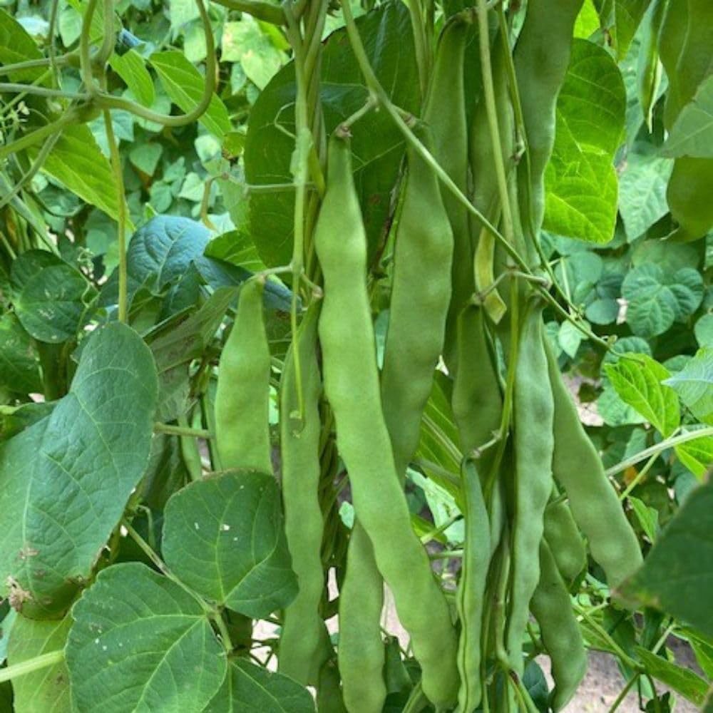 Thompson & Morgan Hacienda Climbing Bean Seeds Image 1