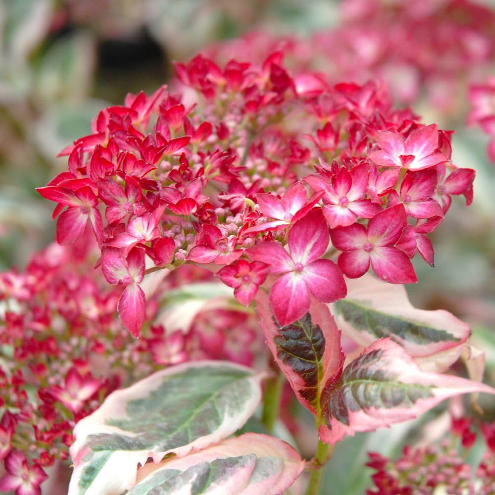 Thompson and Morgan Hydrangea Serrata Euphoria Pink Plant Pot 15cm Image 1