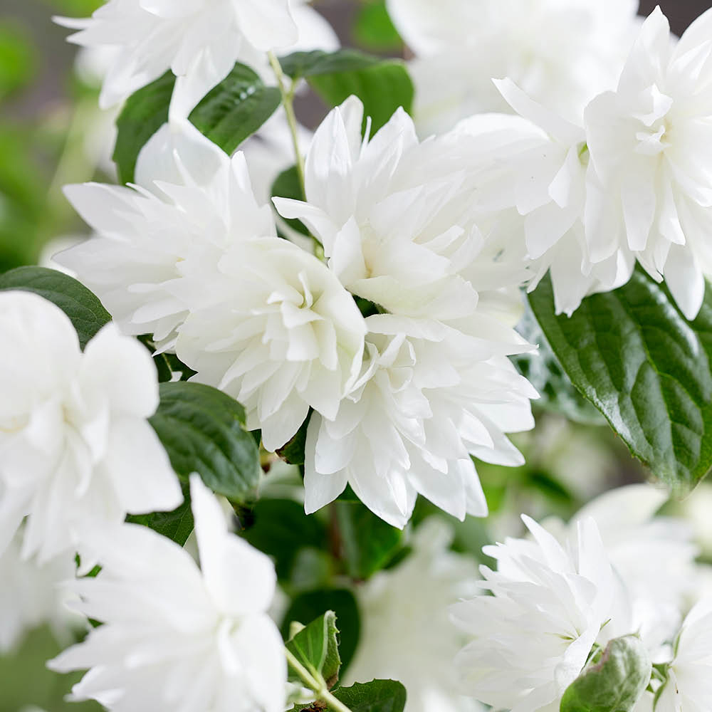 YouGarden Philadelphus Pearls of Perfume Plant Pot 9cm 3 Pack Image 1