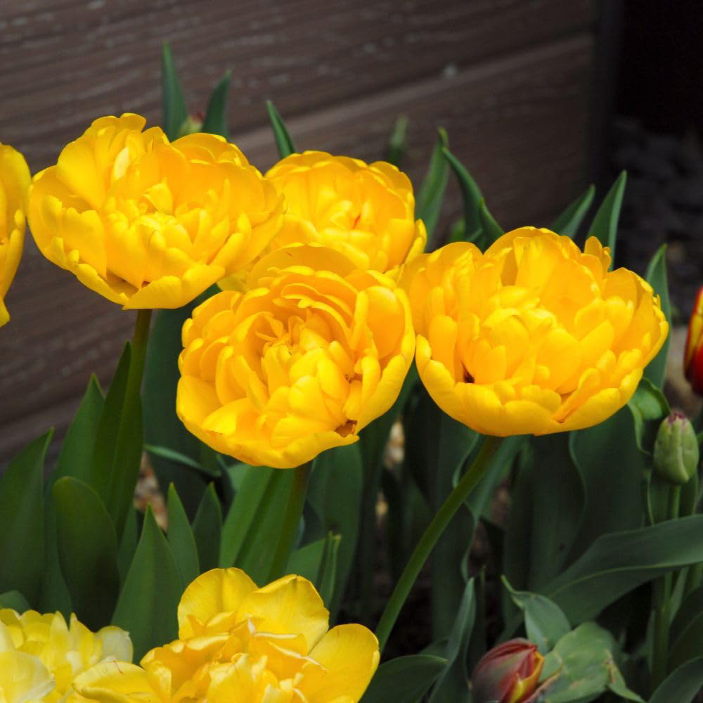 Thompson and Morgan Tulip Secret Perfume Planting Bulb 20 Pack Image 1