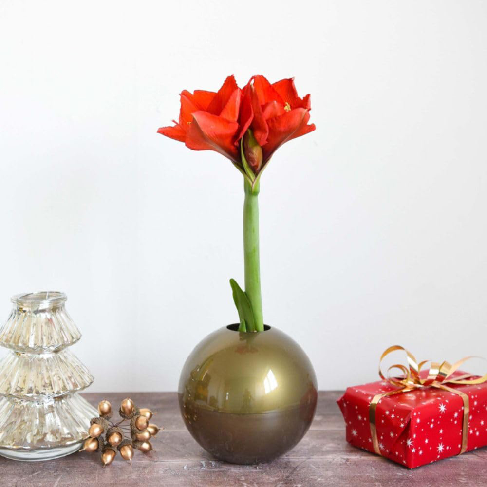 Thompson and Morgan Christmas Gift Red Amaryllis Bulb in Gold Globe Image 3