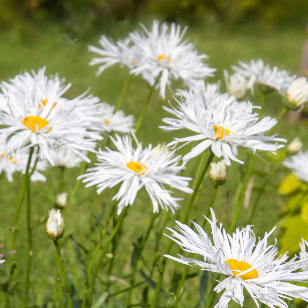 Thompson and Morgan Leucanthemum Crazy Daisy Plant Plug 24 Pack Image 4