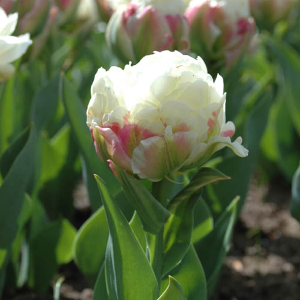 wilko Tulip Ice Cream Planting Bulb 10 Pack Image 3