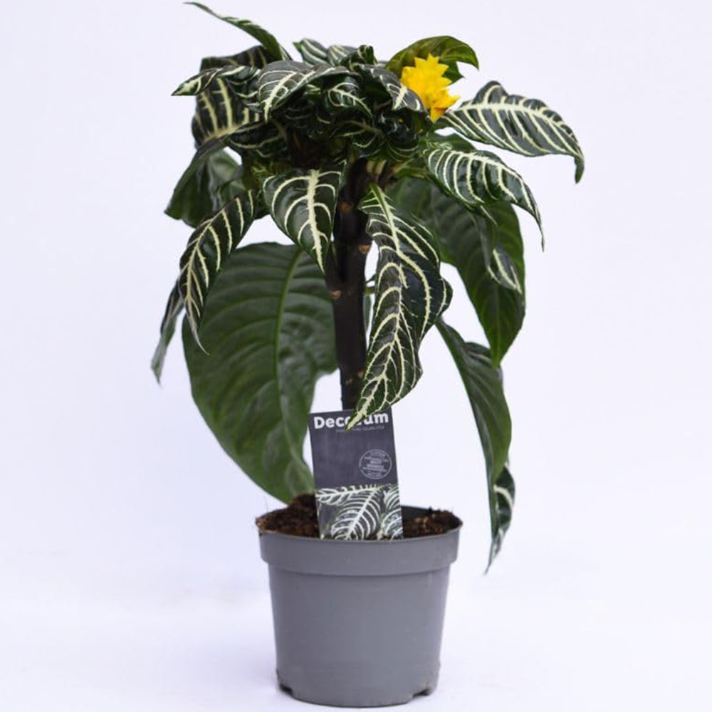 Thompson and Morgan Aphelandra Squarrosa Plant Pot 13cm 2 Pack Image 2