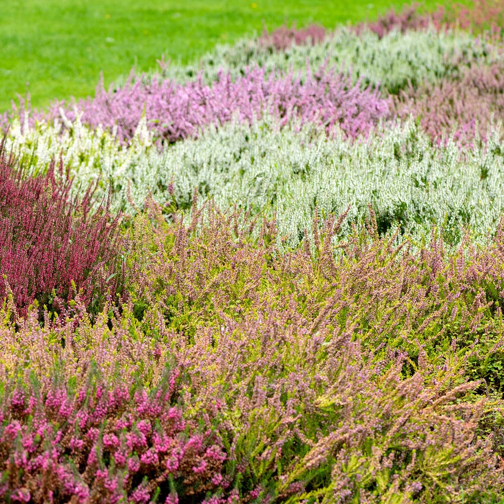 YouGarden Four Seasons Heather Collection Plant in Pot 9cm 12 Pack Image 1