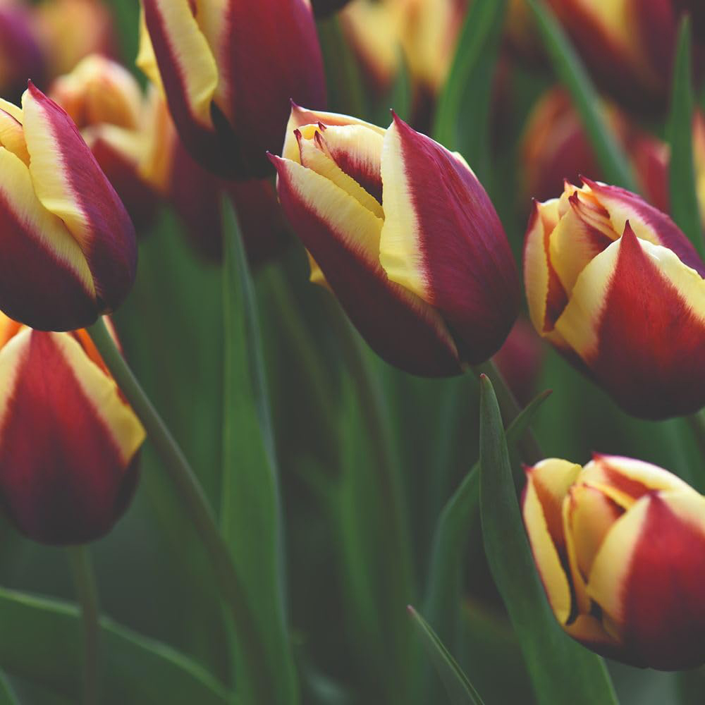 Thompson and Morgan Tulip Gavota Bulb 8 Pack Image 2
