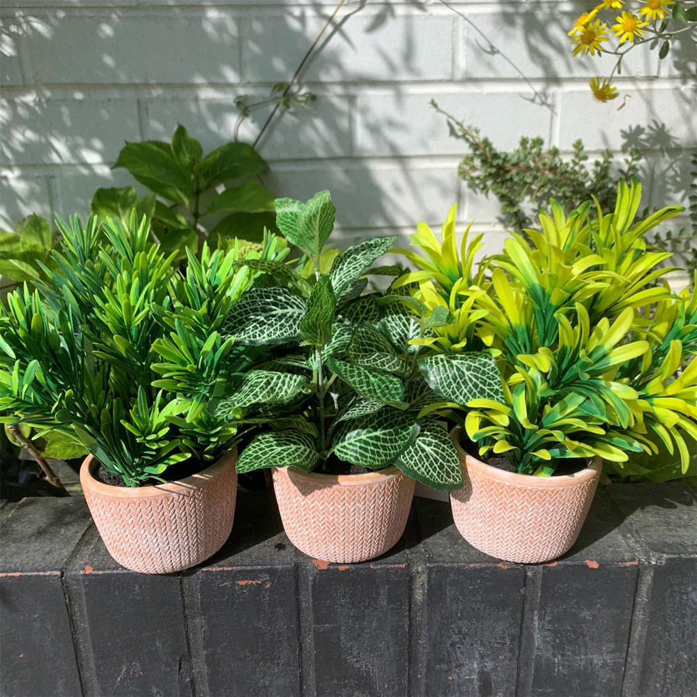 Leaf Light Green Foliage Honey Plant in Terracotta Pot 22cm Image 3
