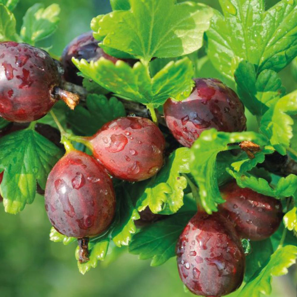 Thompson and Morgan Red Gooseberry Giggles Plant Pot 9cm 2 Pack Image 1