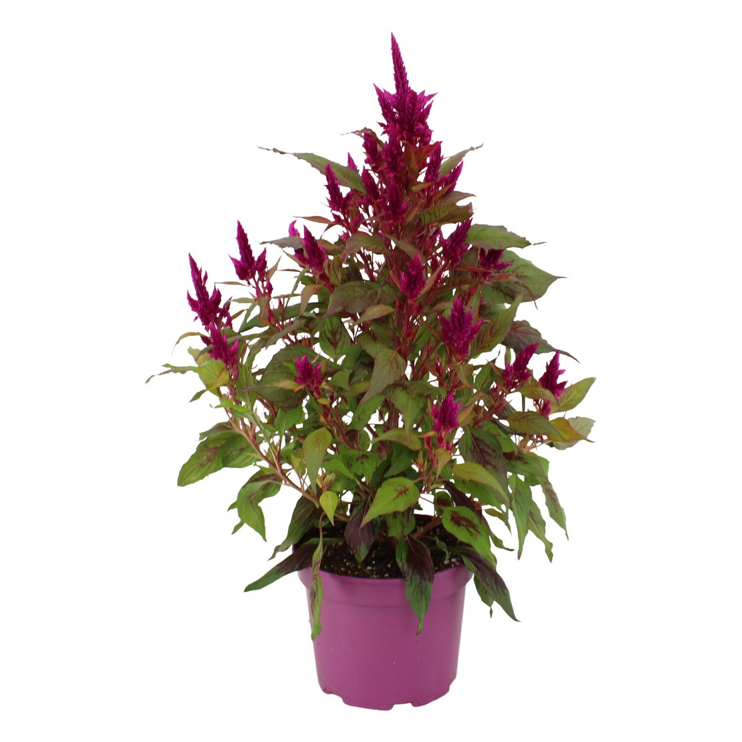 Celosia Javelin Tree  - Pink Image