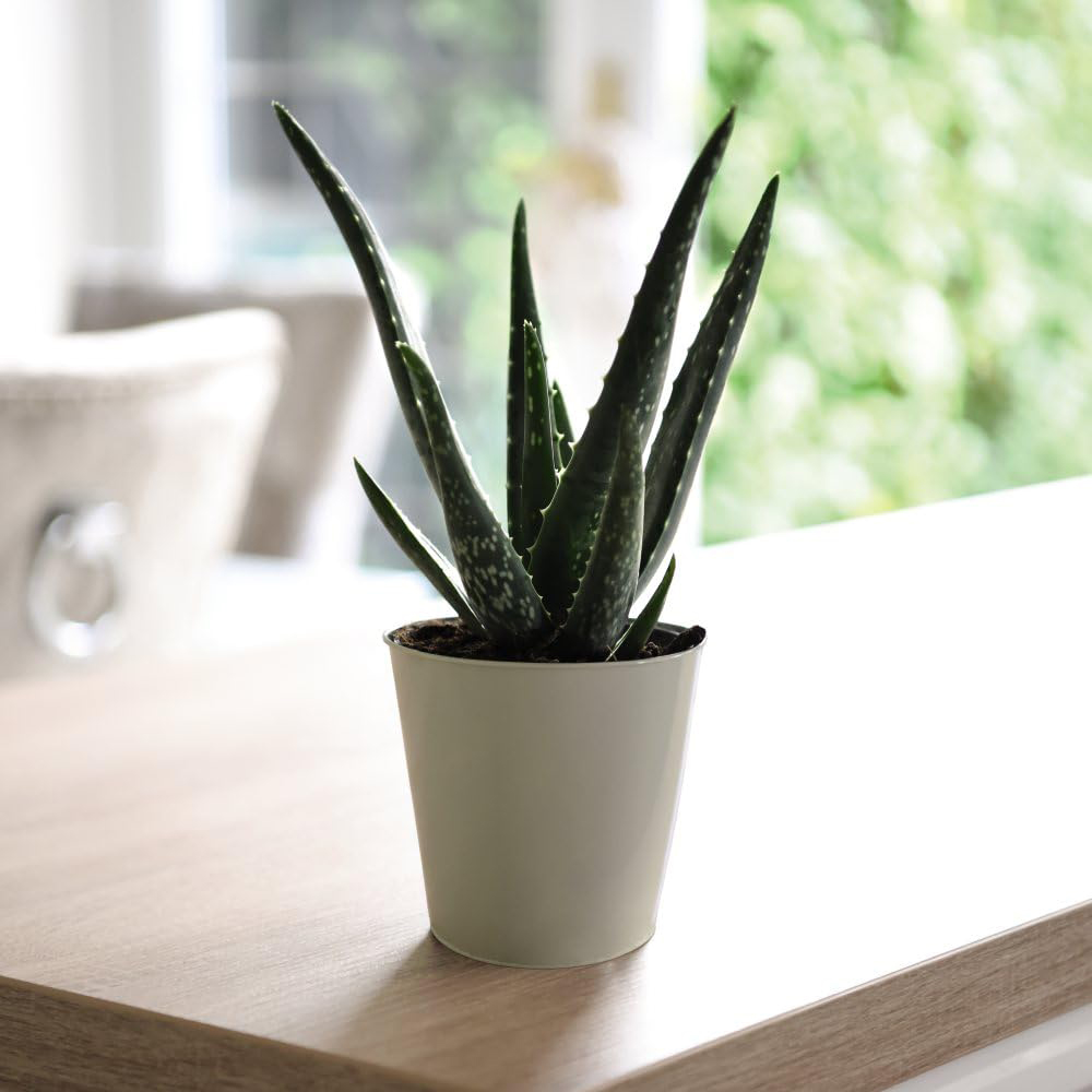 Thompson and Morgan Bedroom Bundle Collection Potted Plant 12cm 5 Pack Image 5