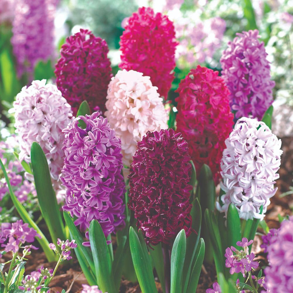Thompson and Morgan Colourful Spring Collection Planting Bulb 126 Pack Image 2