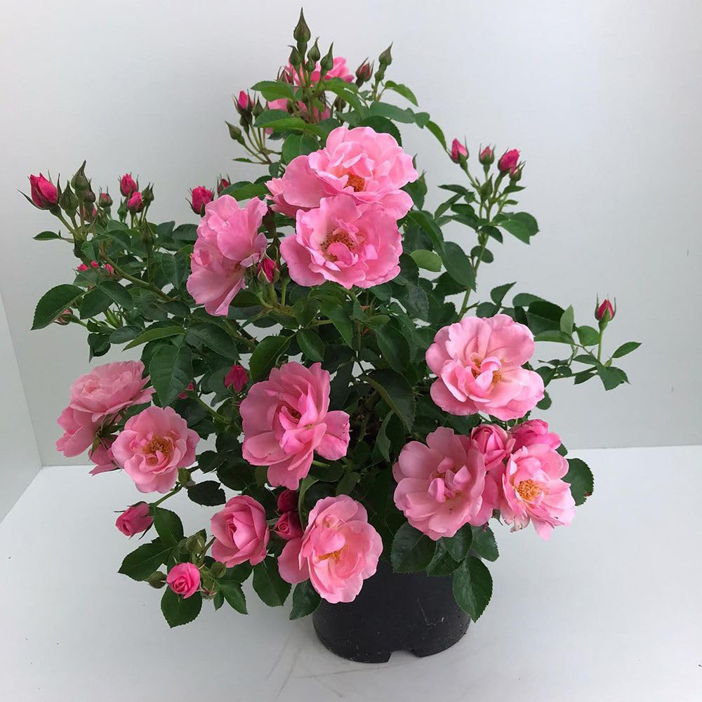 Thompson and Morgan Rosa Isnt She Precious Plant Pot 9cm Image 2