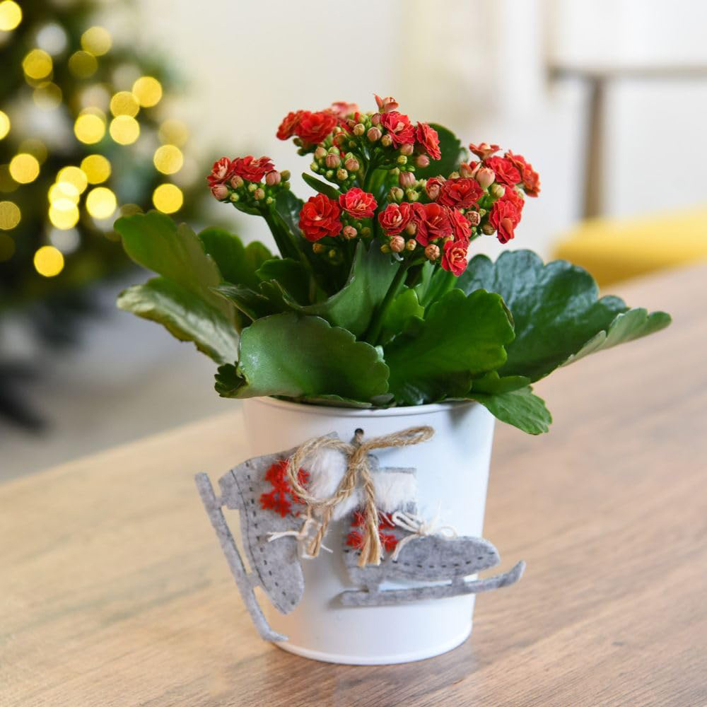 Thompson and Morgan Kalanchoe Duo Gift in Zinc Plant Pot 10cm 2 Pack Image 2