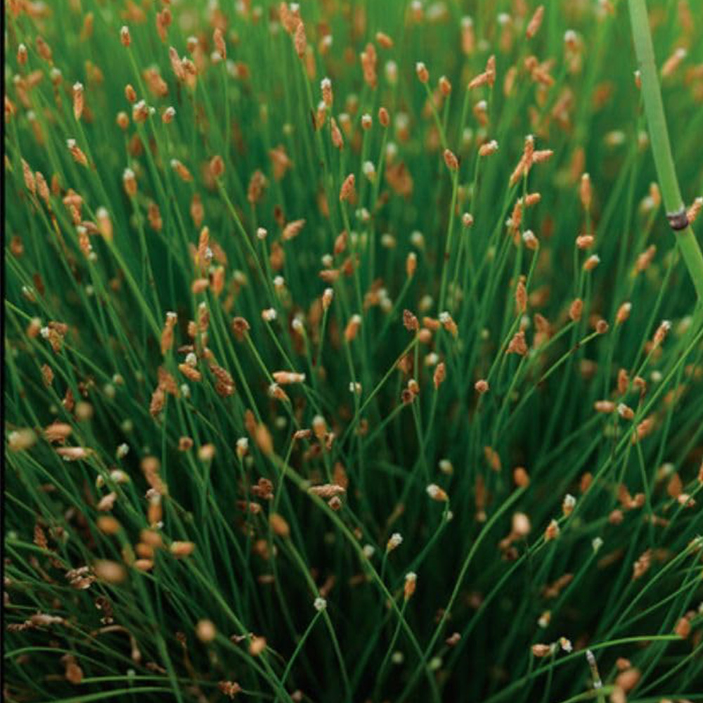 Thompson and Morgan Scirpus Cernuus Oxygenating Plant Pot 1L 2 Pack Image 1