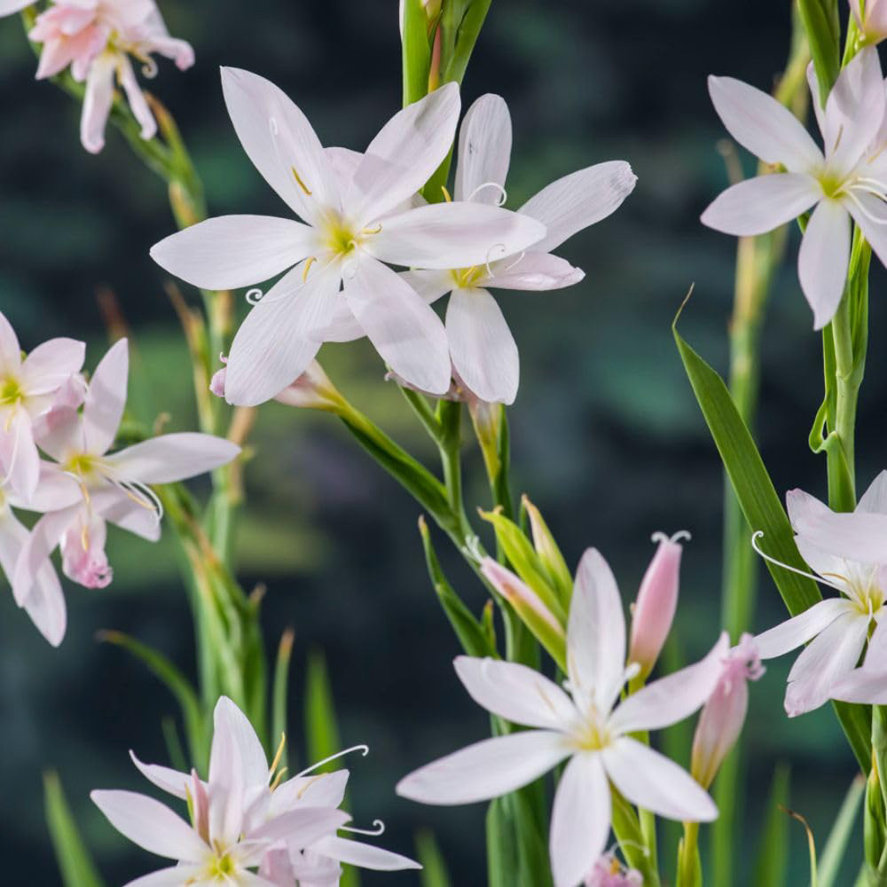 Thompson and Morgan Schizostylis Coccinea Alba Plant Pot 9cm 2 Pack Image 4