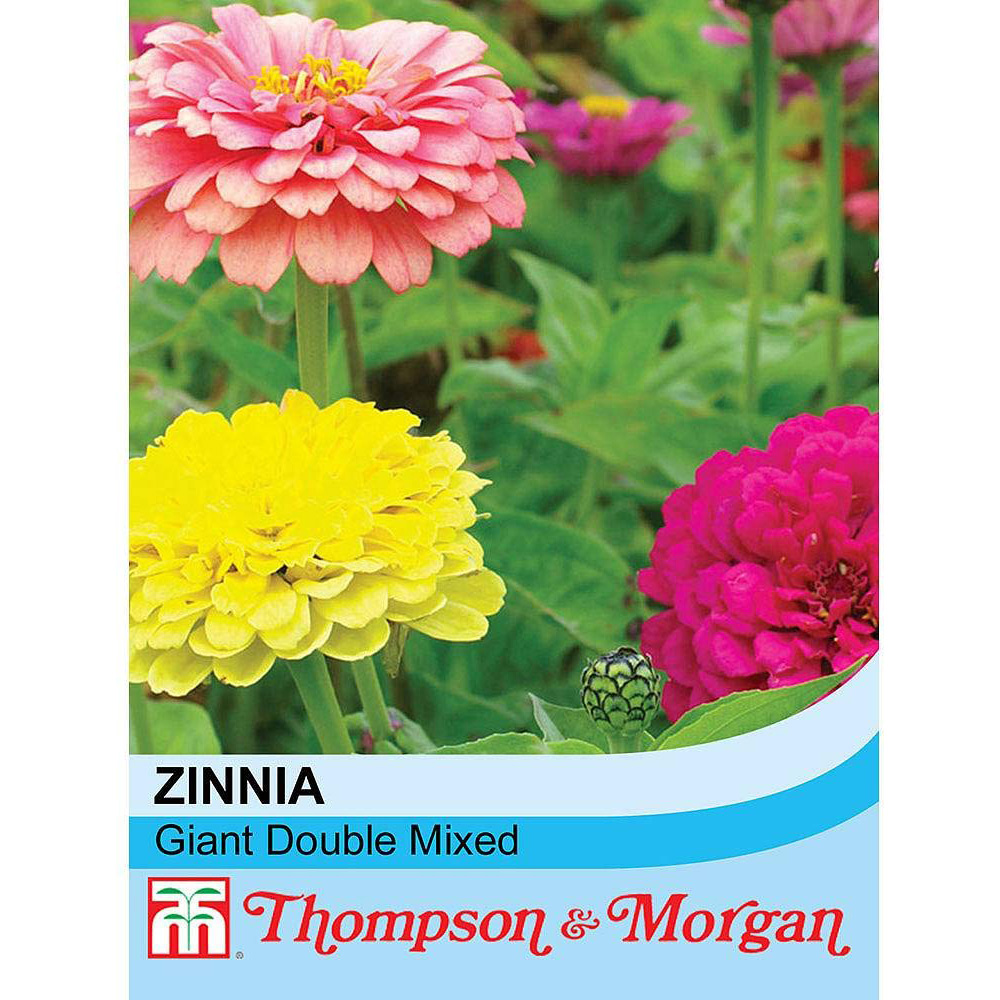 Thompson & Morgan Zinnia Elegans Giant Double Mixed Seeds Image 2