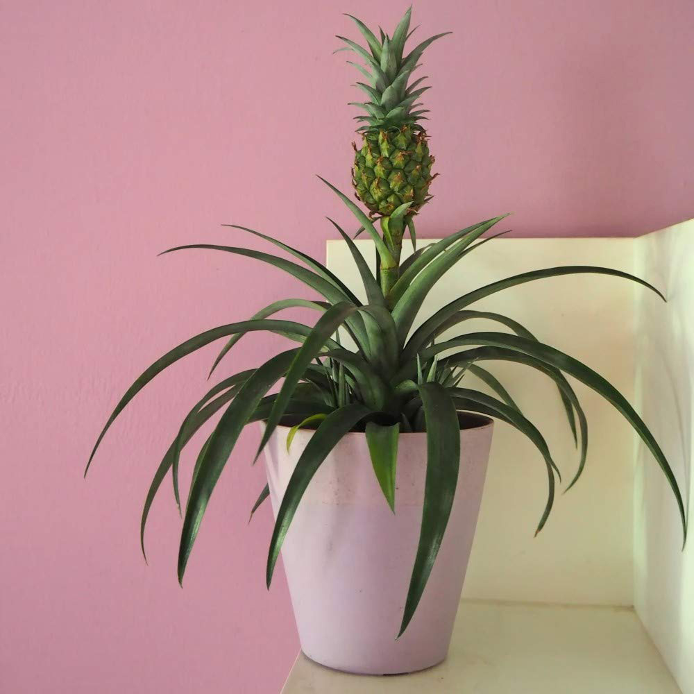 Thompson and Morgan Ornamental Pineapple Hanging Plant Pot 12cm 3 Pack Image 5