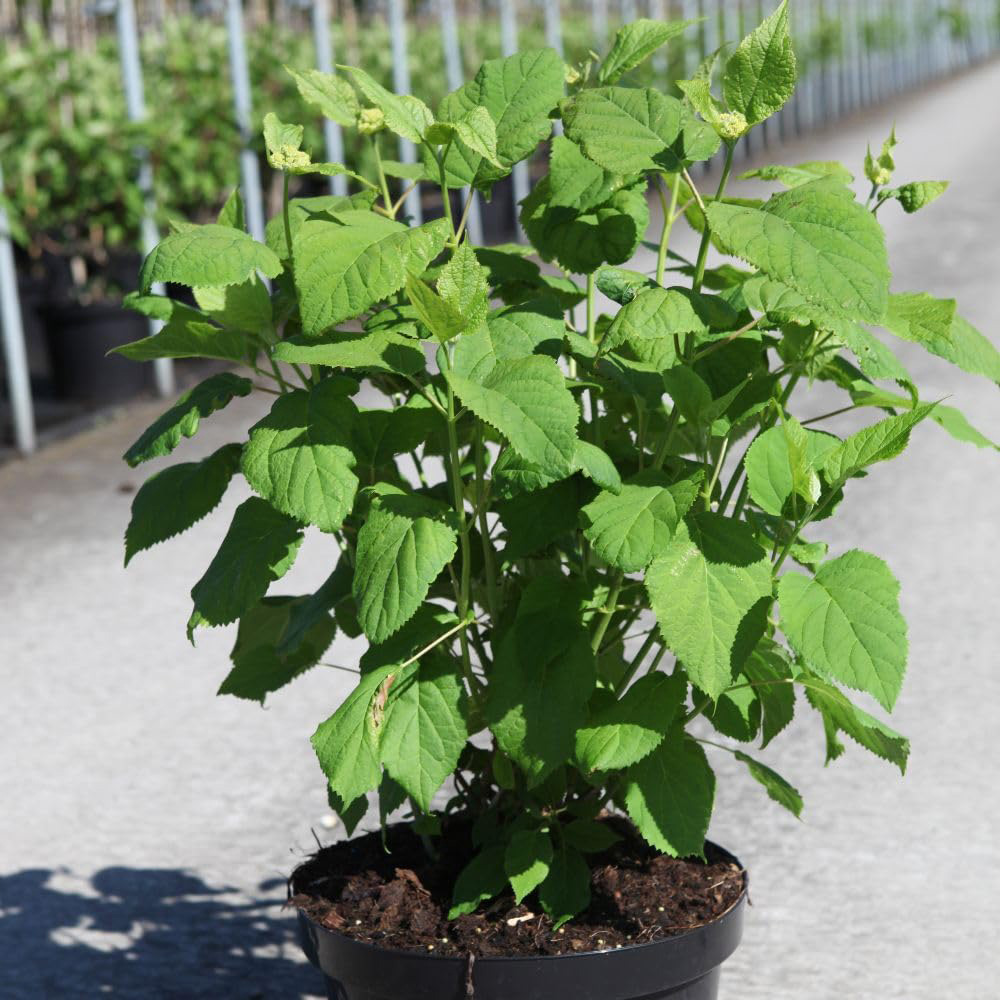 Thompson & Morgan Hydrangea Arborescens Annabelle Plant Pot 10L Image 3