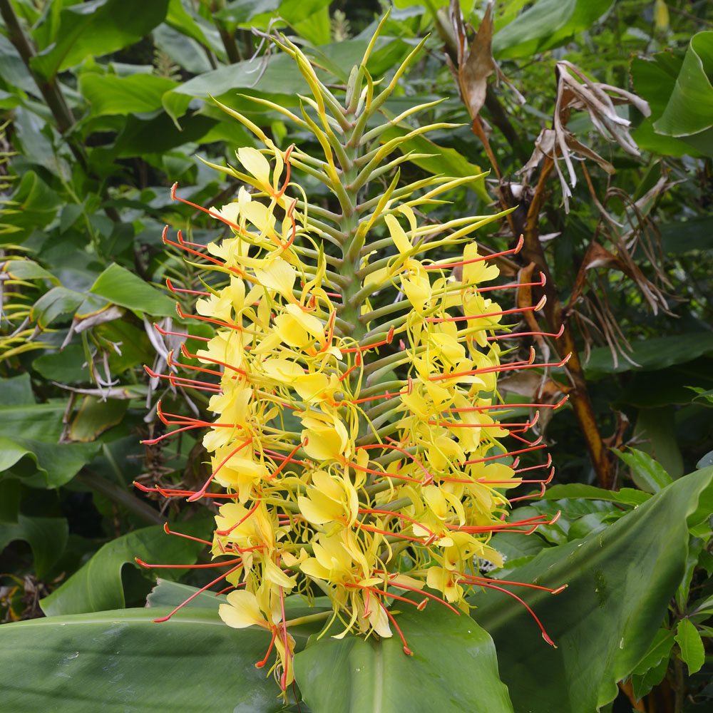 YouGarden Yellow Hardy Ginger Lily Hedychium Tuber 2 Pack Image 1